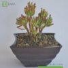 Crassula gollum