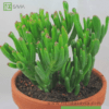 Crassula gollum - Imagen 2