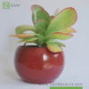 Kalanchoe Thyrsiflora - Imagen 2