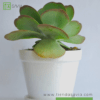 Kalanchoe Thyrsiflora - Imagen 2