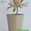 Graptopetalum Paraguayense - Imagen 2