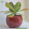 Kalanchoe Thyrsiflora