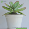 Kalanchoe Thyrsiflora