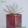 Graptopetalum - Imagen 2