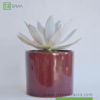 Graptopetalum